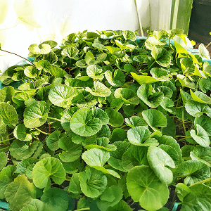 Centella Asiática