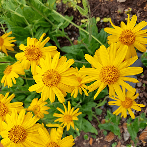 Arnica